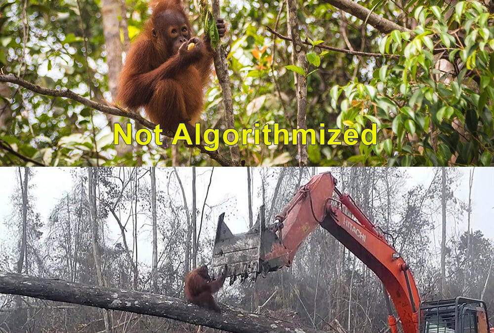 Orangutans (‘People of the Forest’) But Forests Are Disappearing