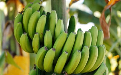 Saving the Banana the Non-GMO Way