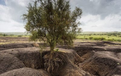Human Activities Have Degraded 40% of Land on Earth