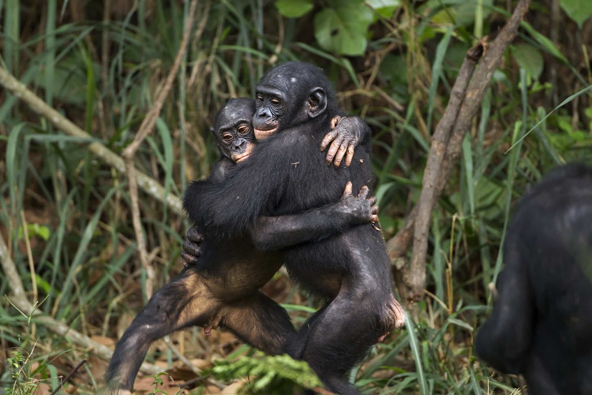 Tolerant, Peaceful Bonobos: The Model for Human Peacemaking?