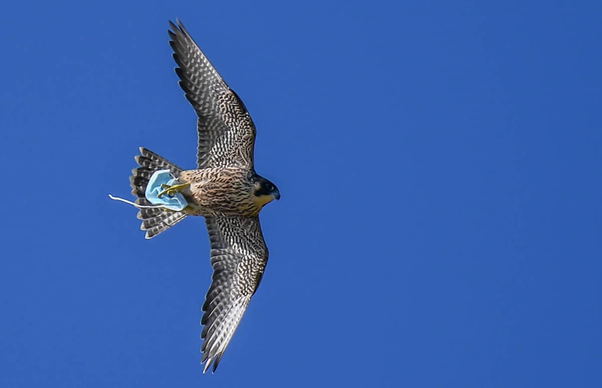 Birds, Other Wildlife Sacrificed for Useless Mask Pollution