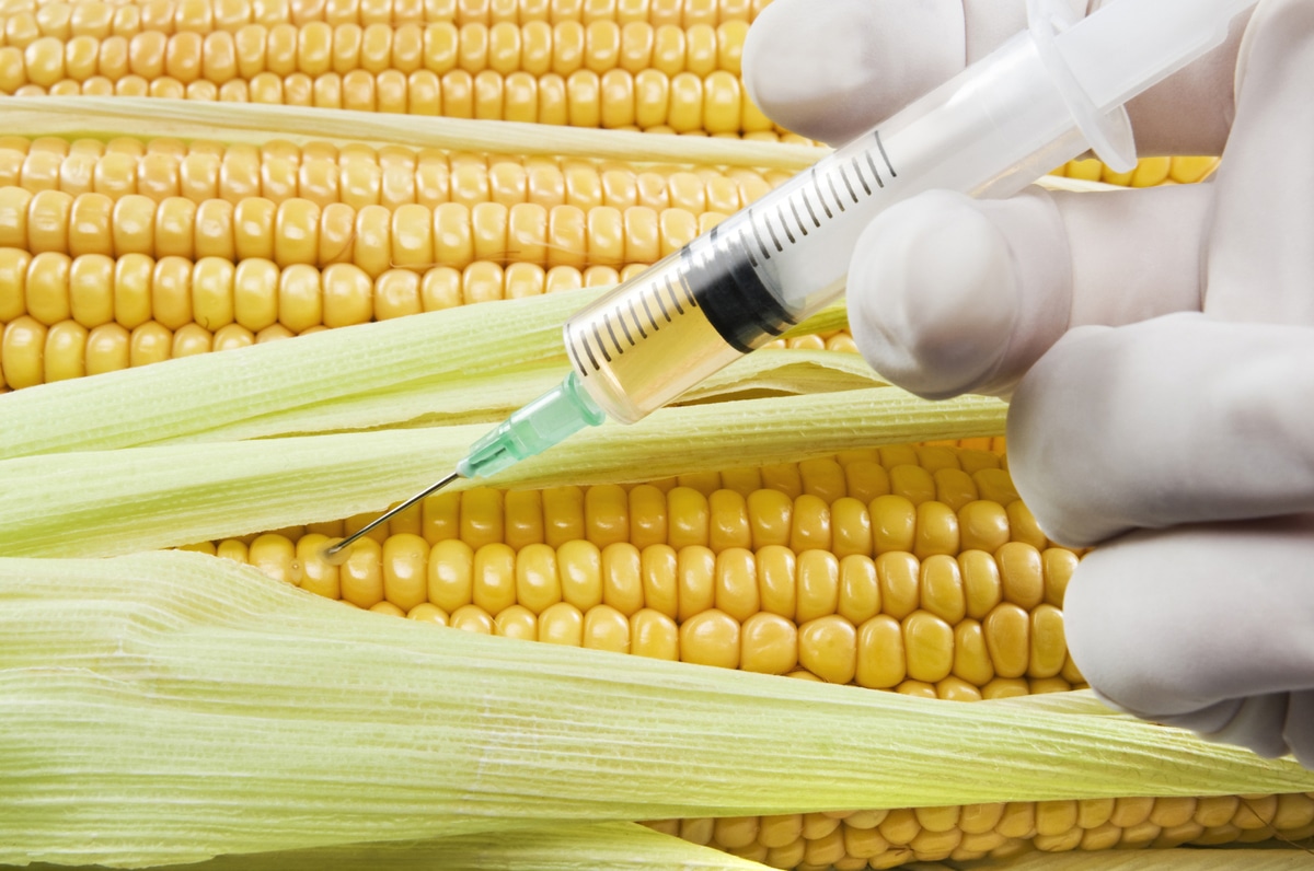 GMO corn