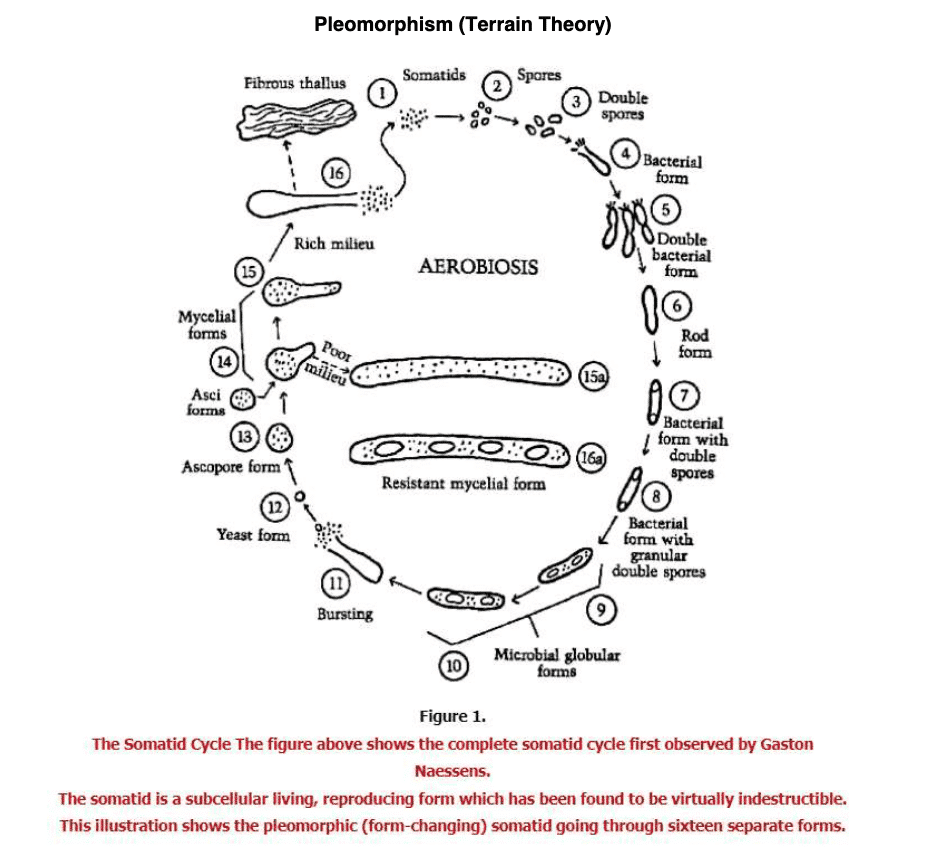 Are Viruses Real?