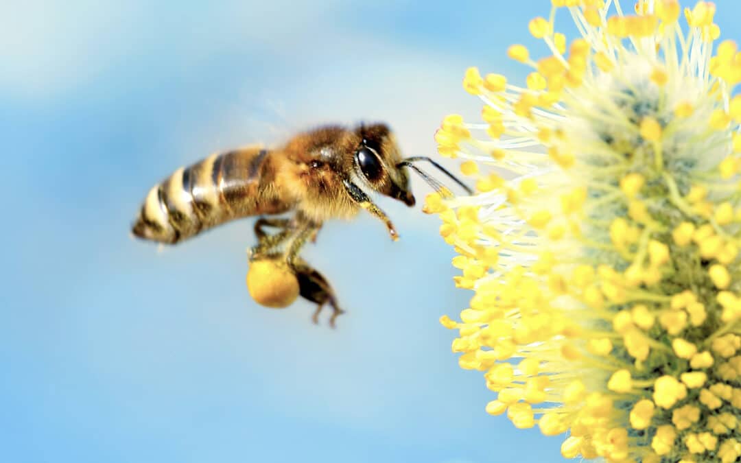 Humans, Bees and Wildlife in 2023