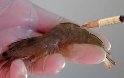 mRNA Vaccines Now Headed for Shrimp