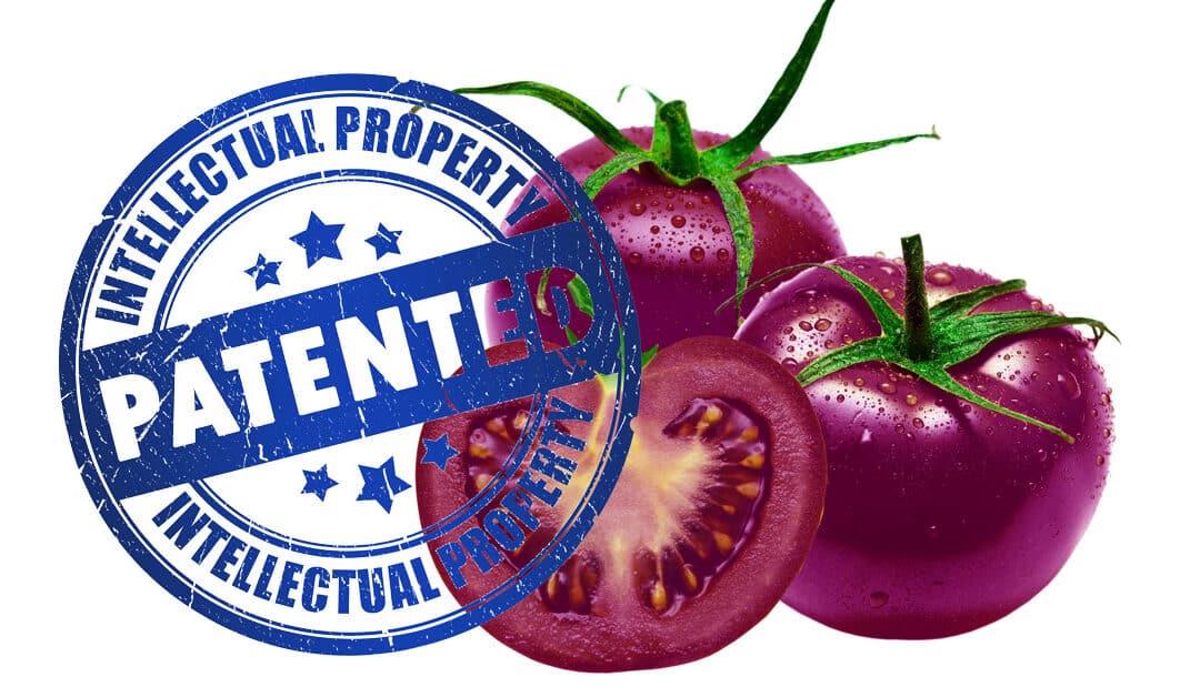 GM purple tomato company targets non-GMO seed company