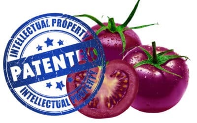 GM purple tomato company targets non-GMO seed company