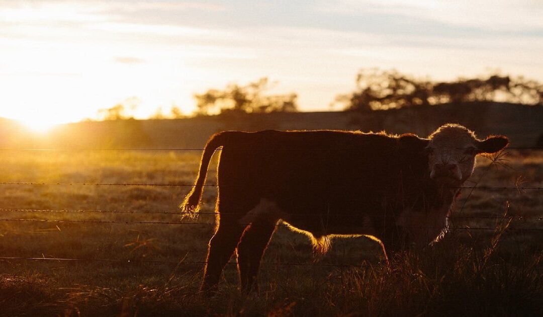 The Financialisation of Farmland and the War on Food and Farming