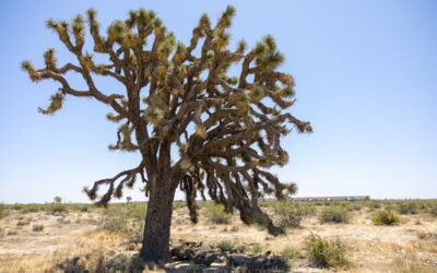 Solar Project Will Destroy Thousands of Joshua Trees