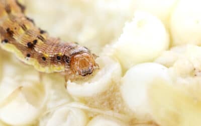 GM Bt corn fails against target pest in US