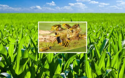 Scientists sound the alarm over outdoor gene editing pesticides