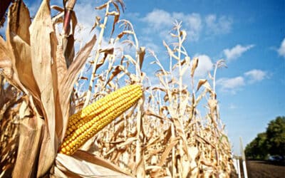 Monsanto drops lawsuit against Mexico’s GM corn ban
