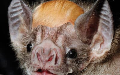 Bat Scares Egghead Couple: Trump Blamed