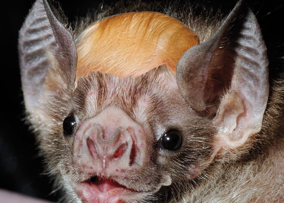 Bat Scares Egghead Couple: Trump Blamed