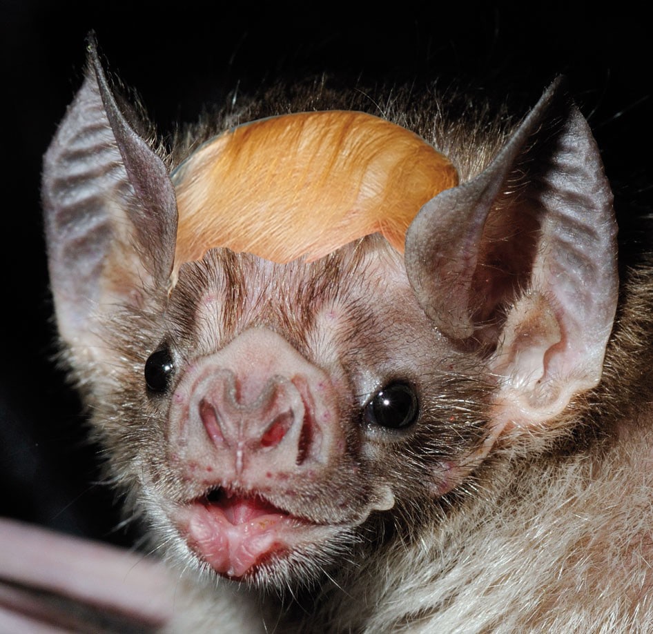 bat