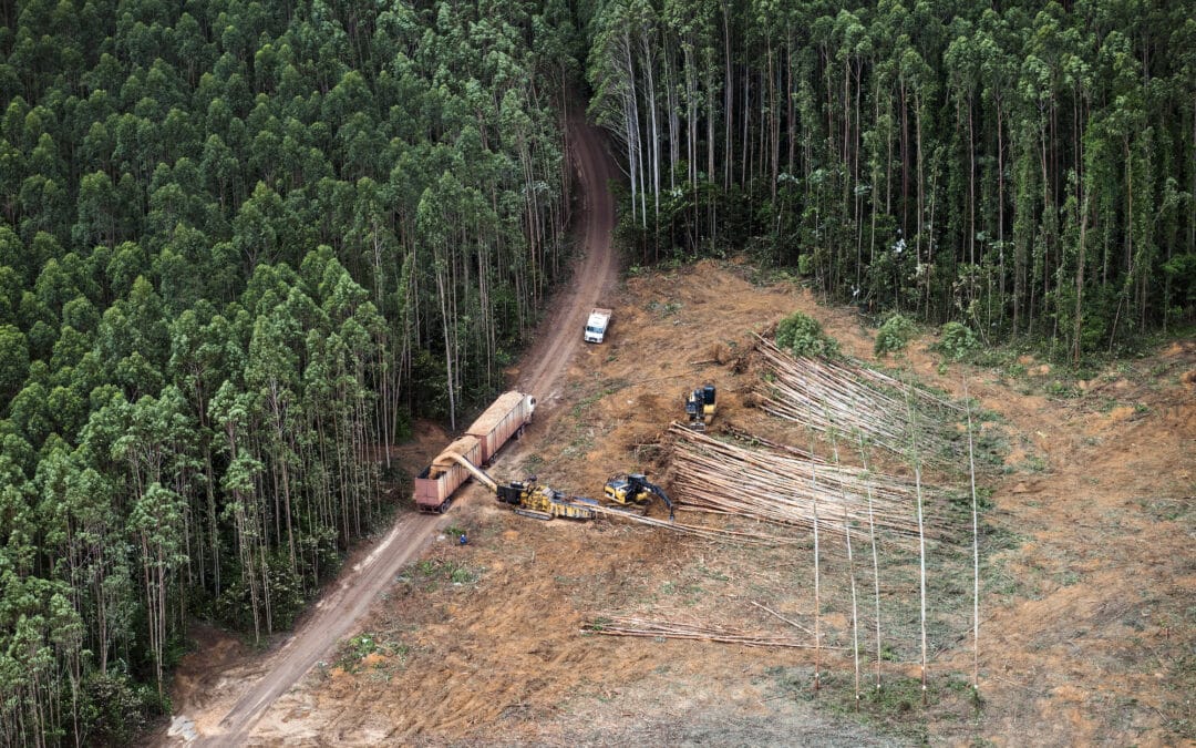 Meta to buy carbon credits from controversial tree plantations