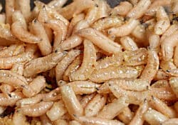 maggots