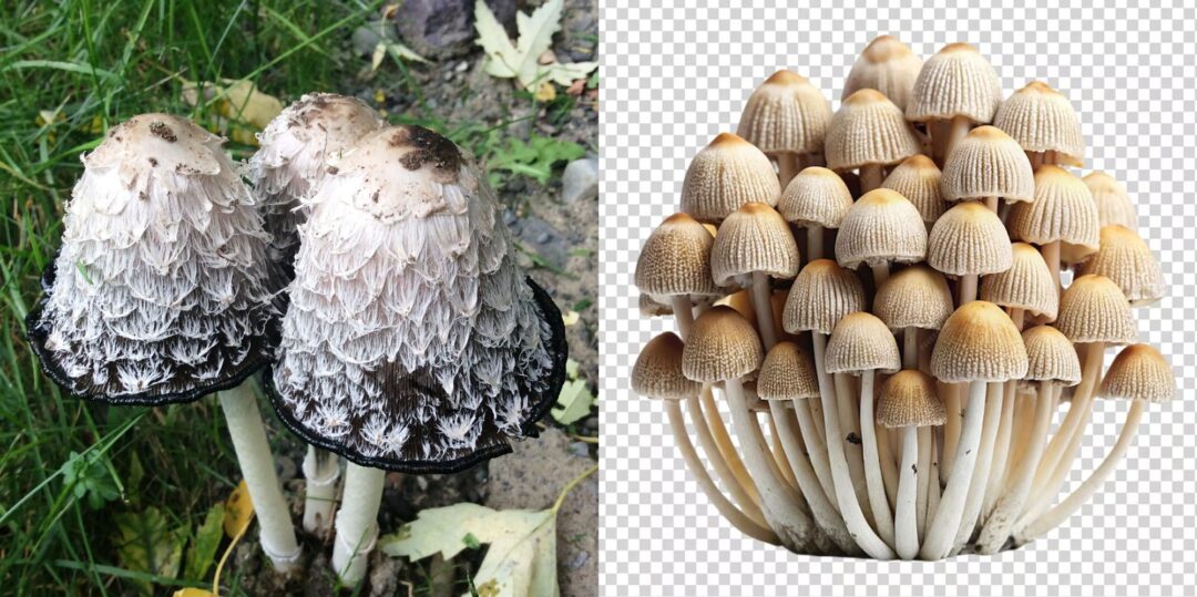 mushrooms