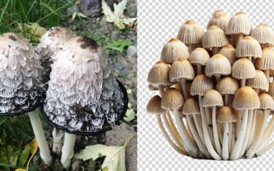 AI Images of Mushrooms Could Have ‘Devastating Consequences’