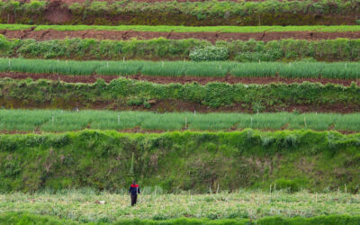 Can organic farmers’ markets encourage chemical-free farming?