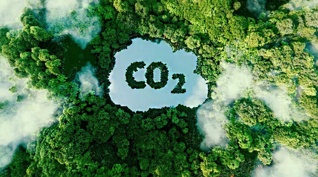 Plants Absorb 31% More CO₂ Than We Thought