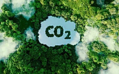 Plants Absorb 31% More CO₂ Than We Thought