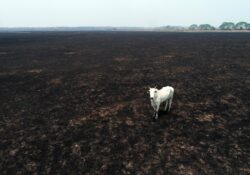 carbon farming