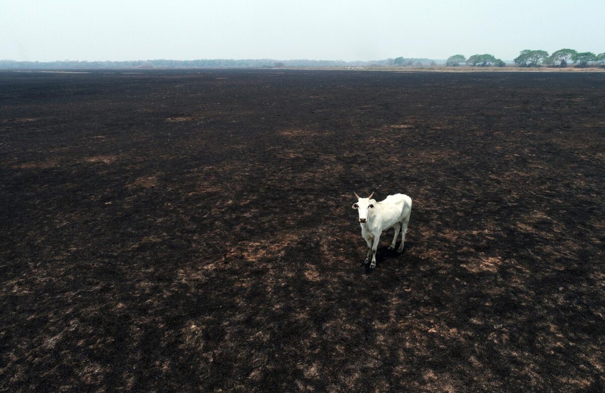 carbon farming